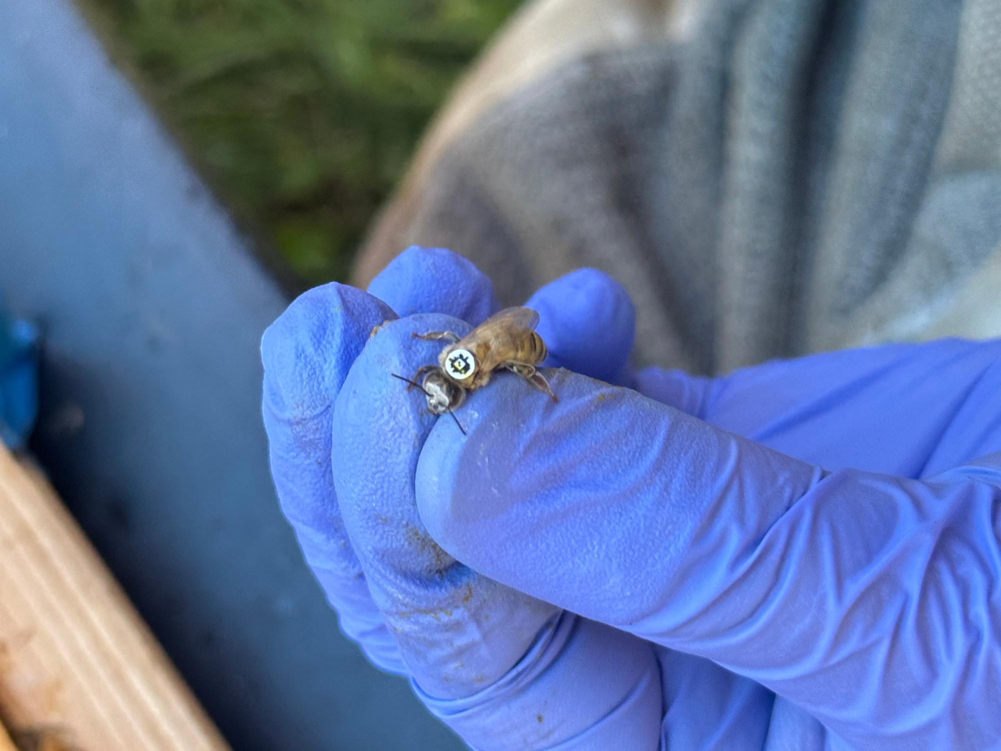 Gloved hand holding a bee with a QR code on its back