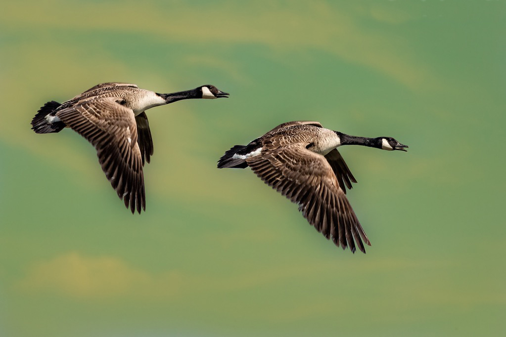 2 geese in air