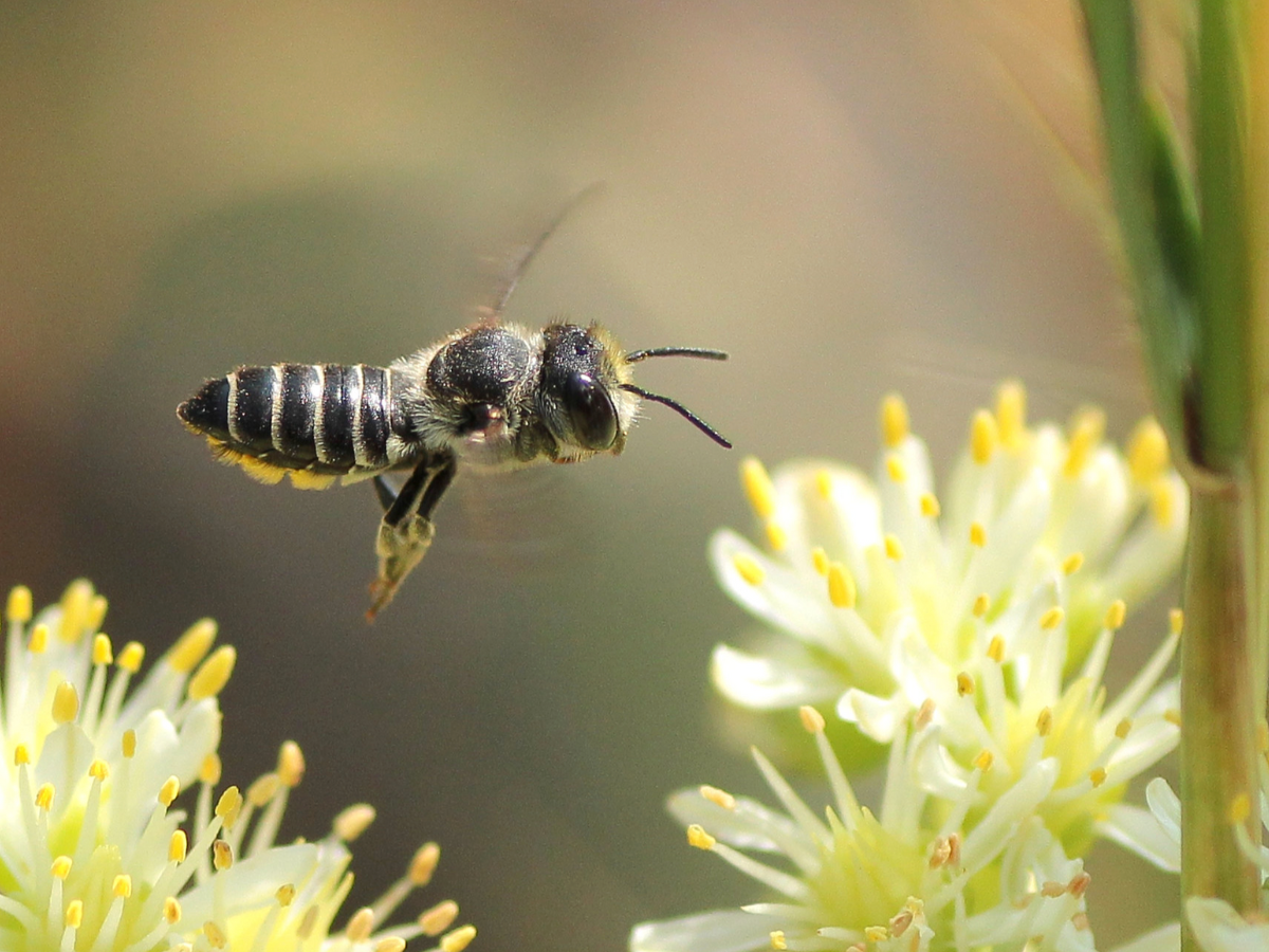 An alfalfa leafcutting bee flying toward a yellow flower