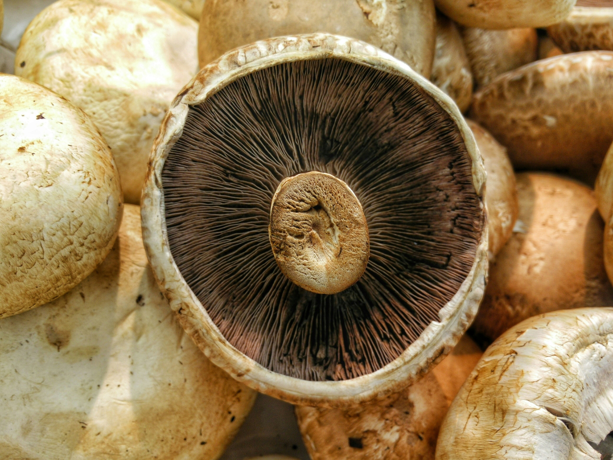 A pile of button mushrooms with one upside down mushroom on top