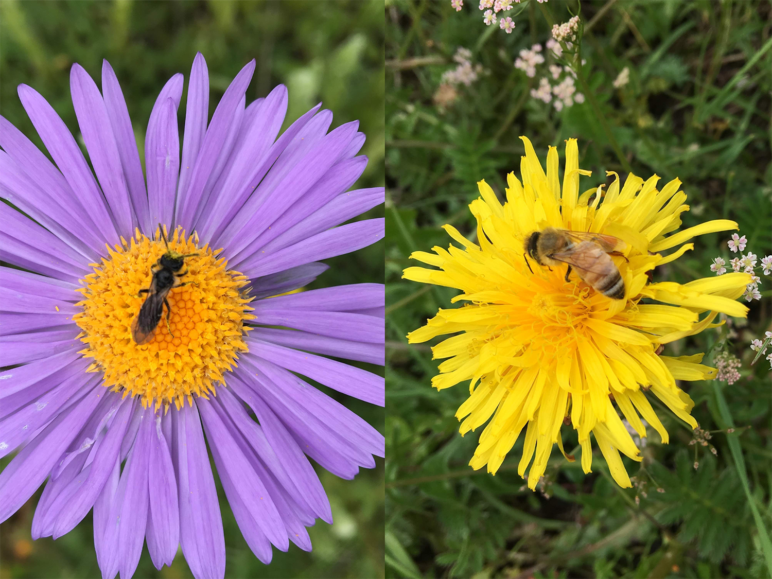 Side-by-side photos of bees on flowers. 