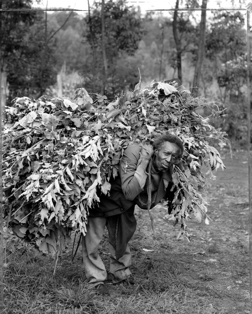 Black and white image of a black man with a large bundle of long-stemmed vegetation on his back