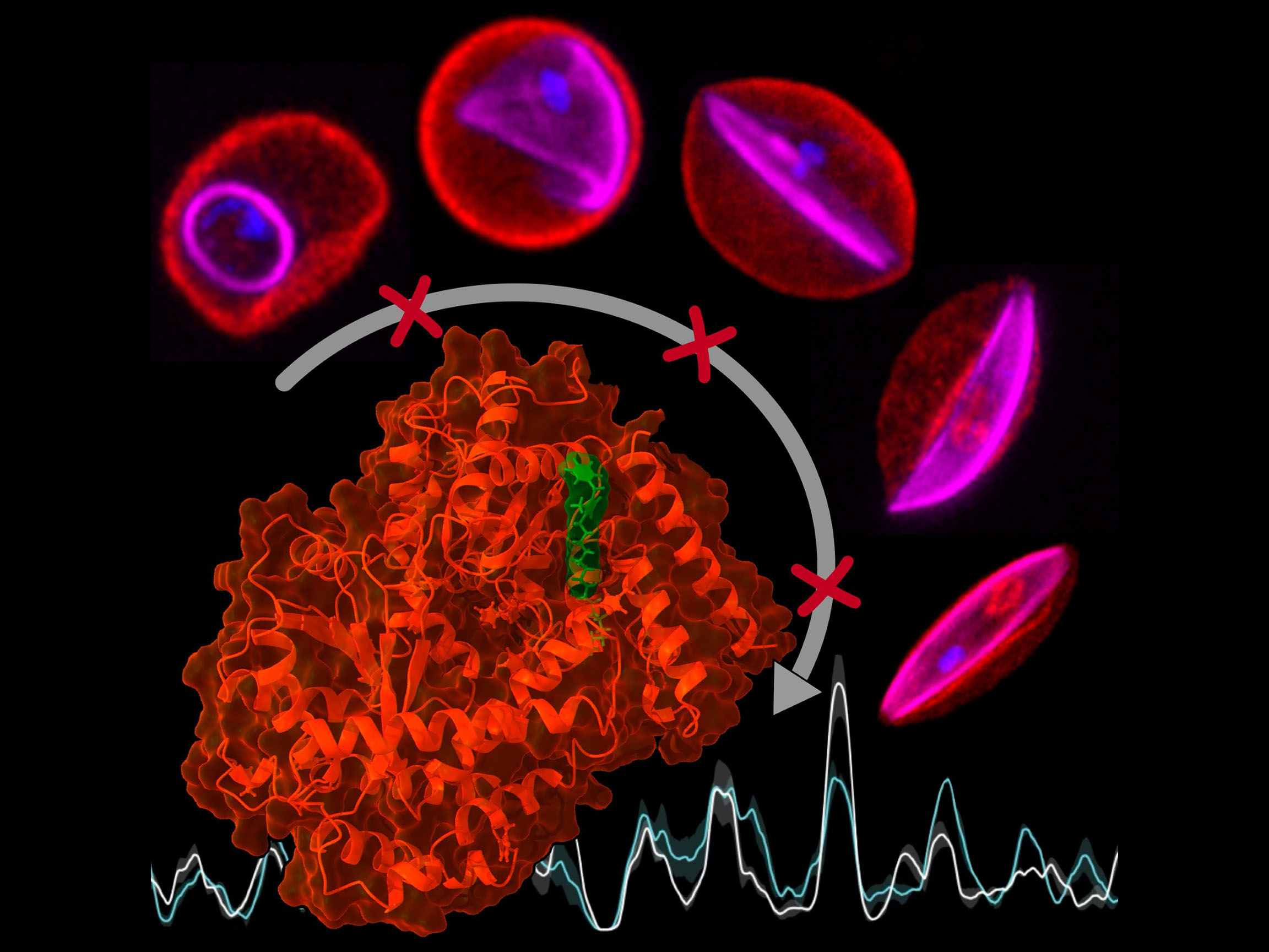 Developmental stages of Plasmodium falciparum, 3D structure of PfSnf2L protein with NH125 inhibitor, and graph showing DNA packaging.