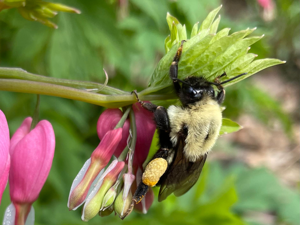 A bumble bee on a bleeding hearts plant