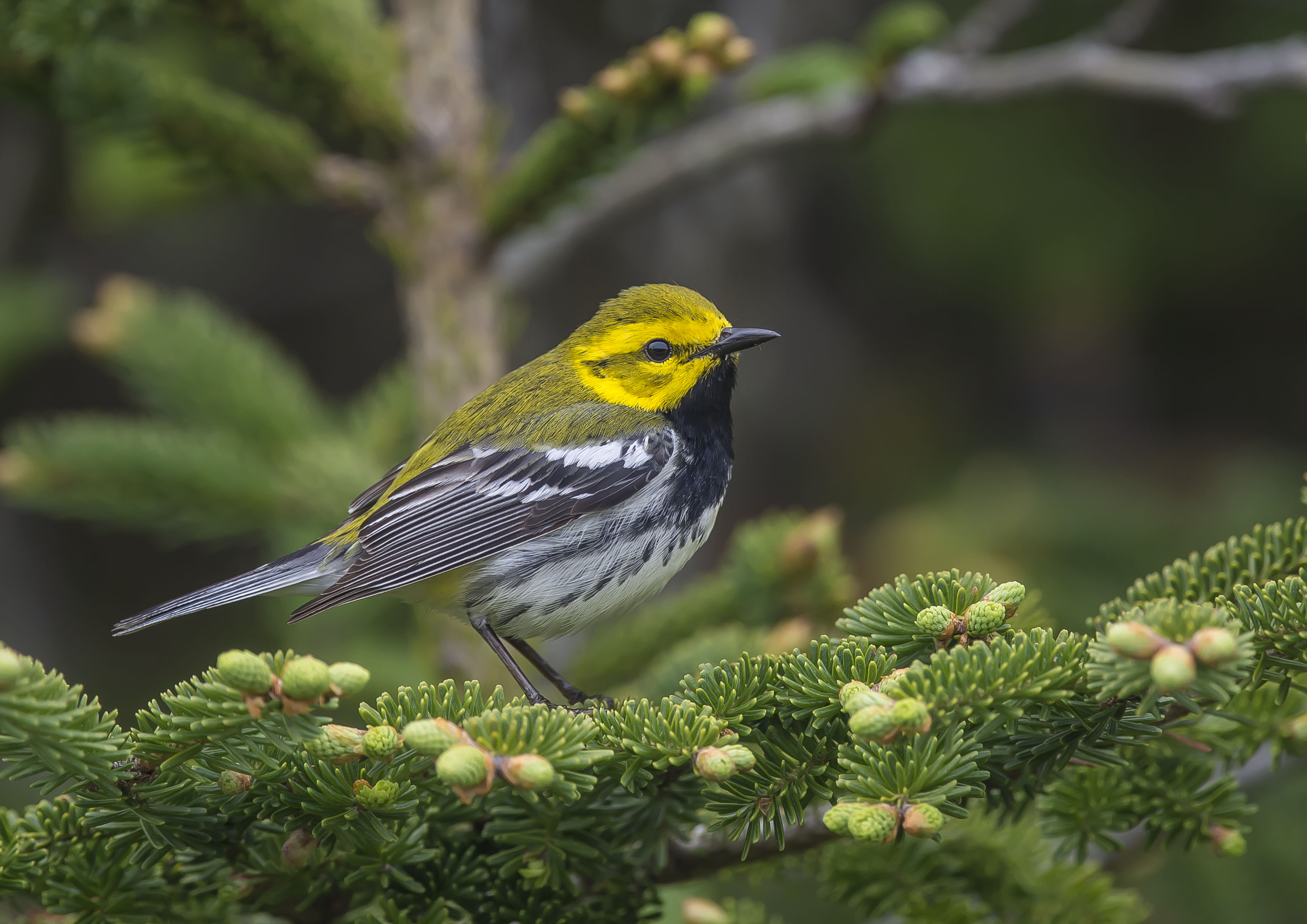 warbler sits in a pine tree