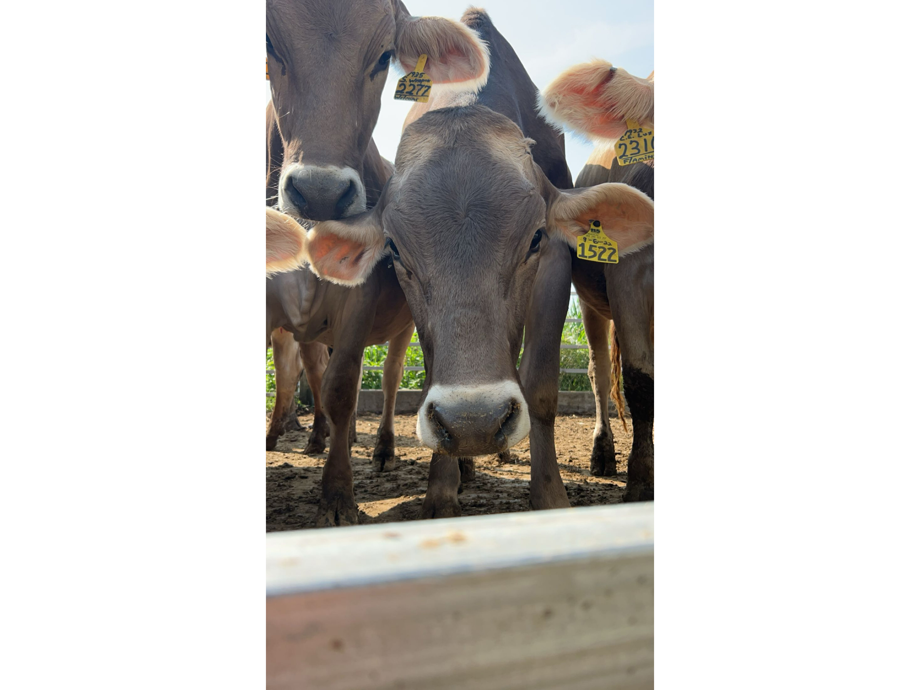 Regan Kreitzer's photo of cows