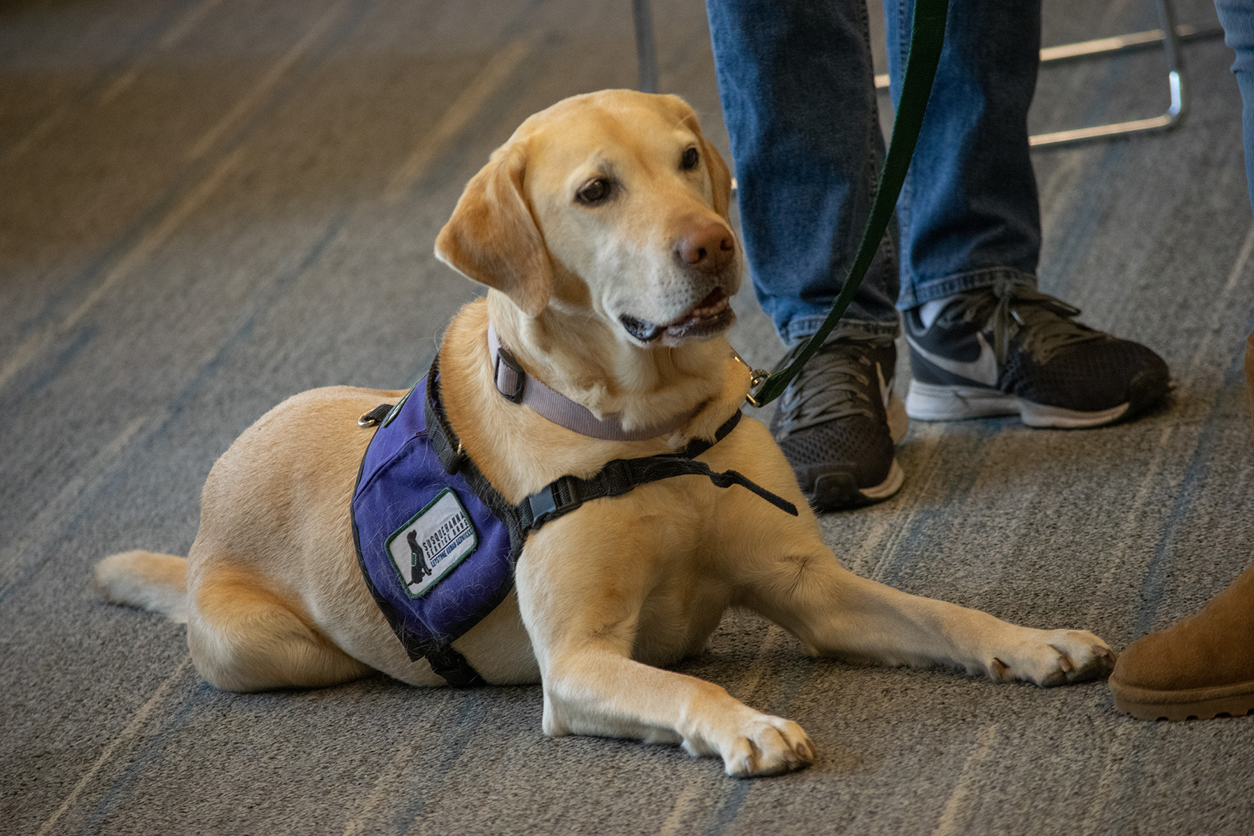 A dog wearing a Susquehanna Service Dogs vest lays on the ground