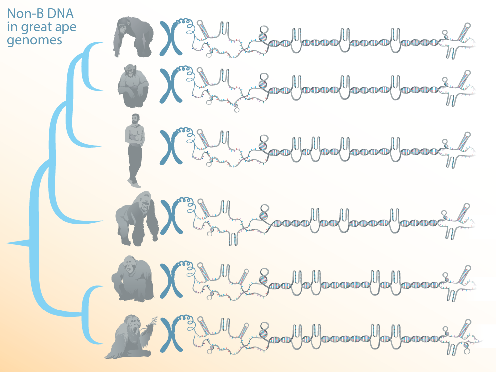 Family tree with illustrations of great apes and representative chromosomes showing non-B DNA