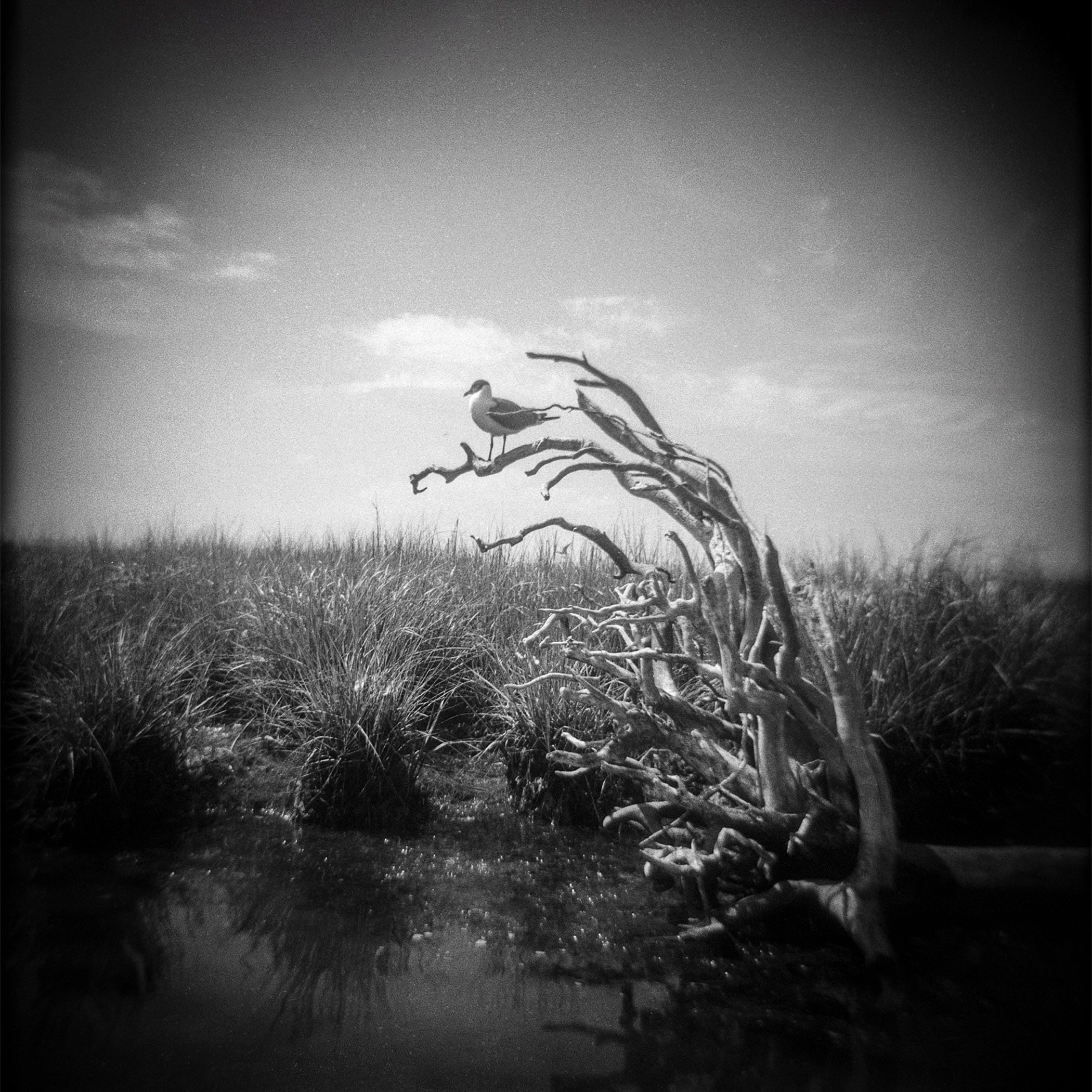 Bird Tree, a black-and-white film photograph by Joanna Knox Yoder