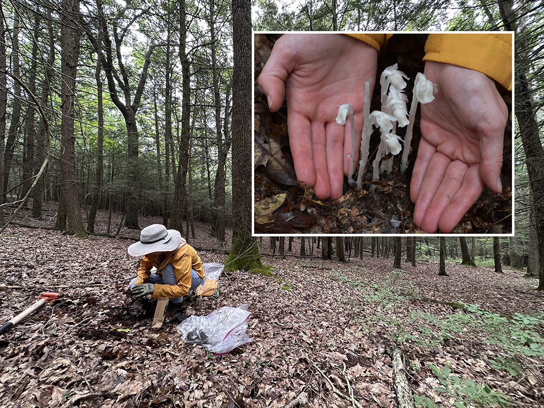 Person digging in a forest with an inset close up of hands framing a white plant