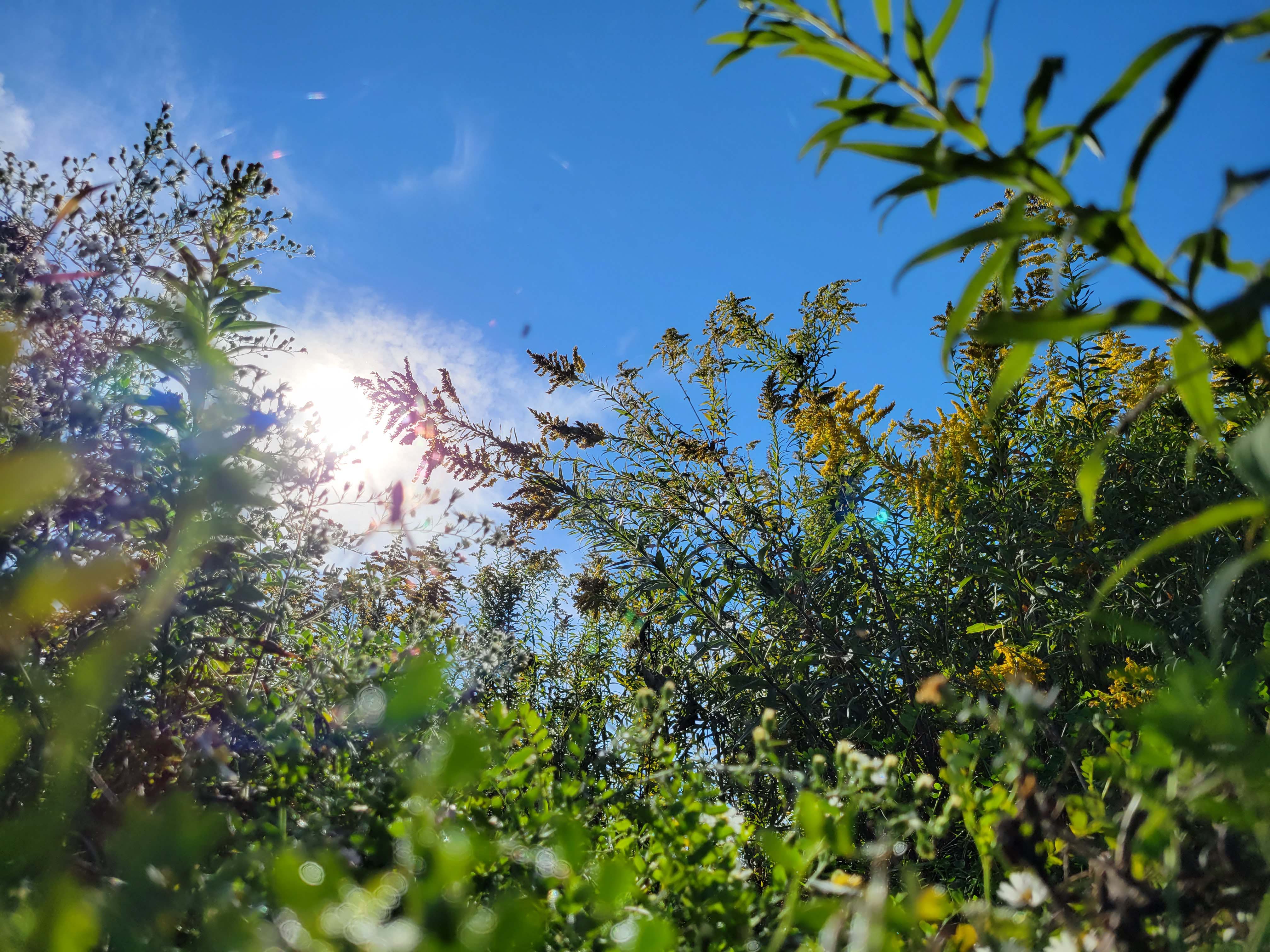 Meadow with sunlight