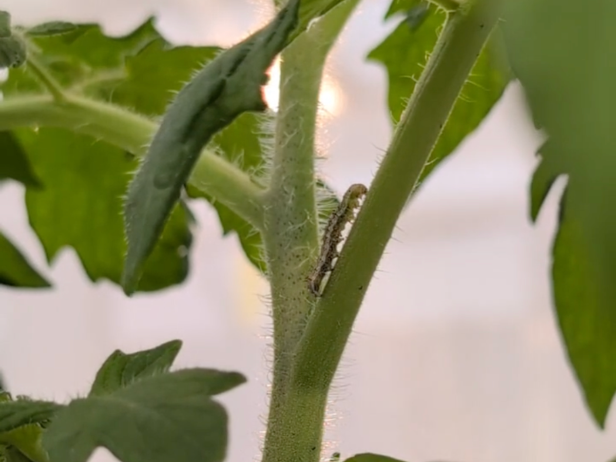 A worm on the branch of a tomato plant