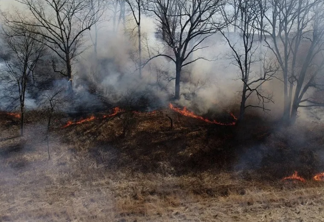 An image of a controlled fire, with flames visible at the base of several trees, which are surrounded by smoke
