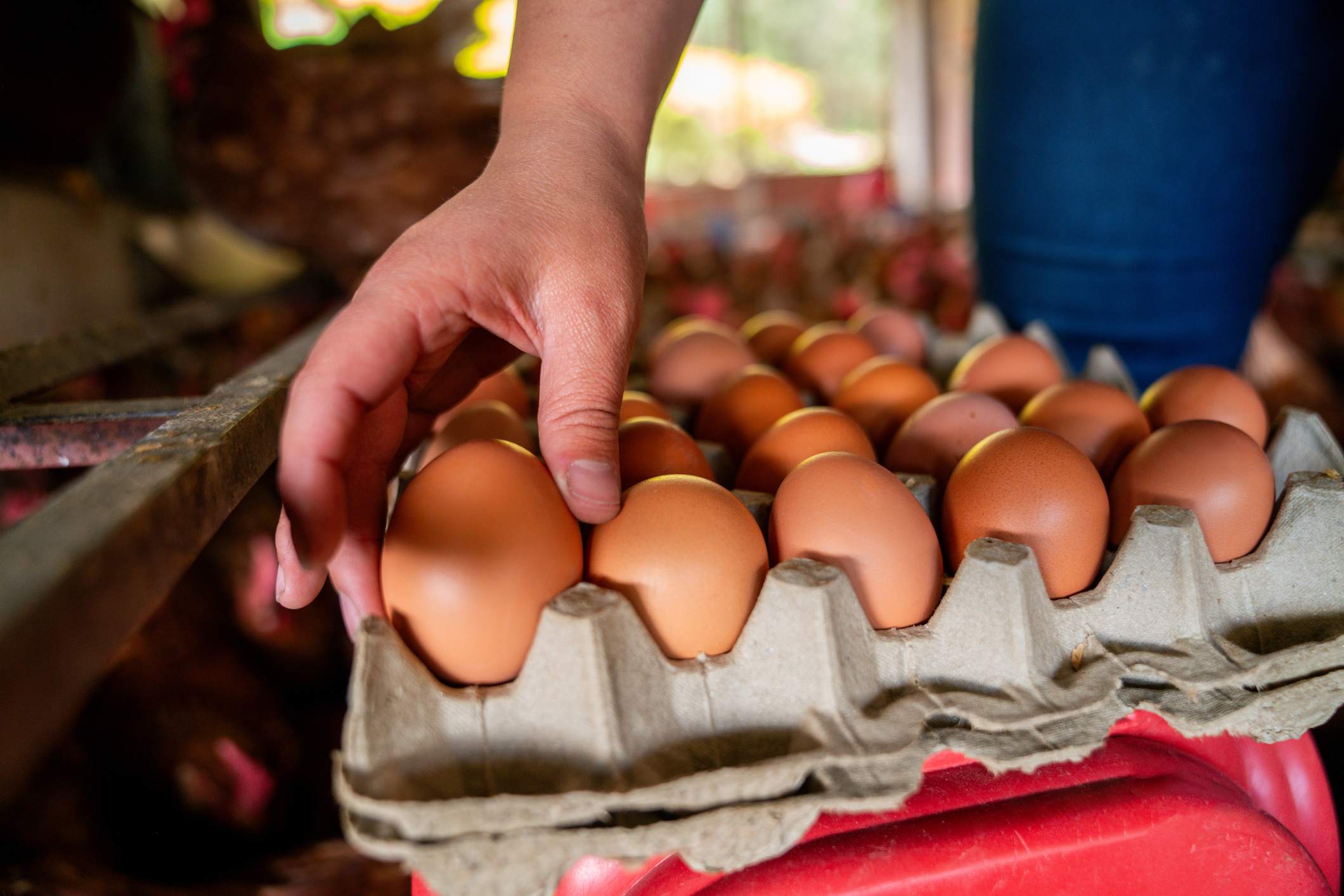 Hand reaching for eggs in a cardboard container