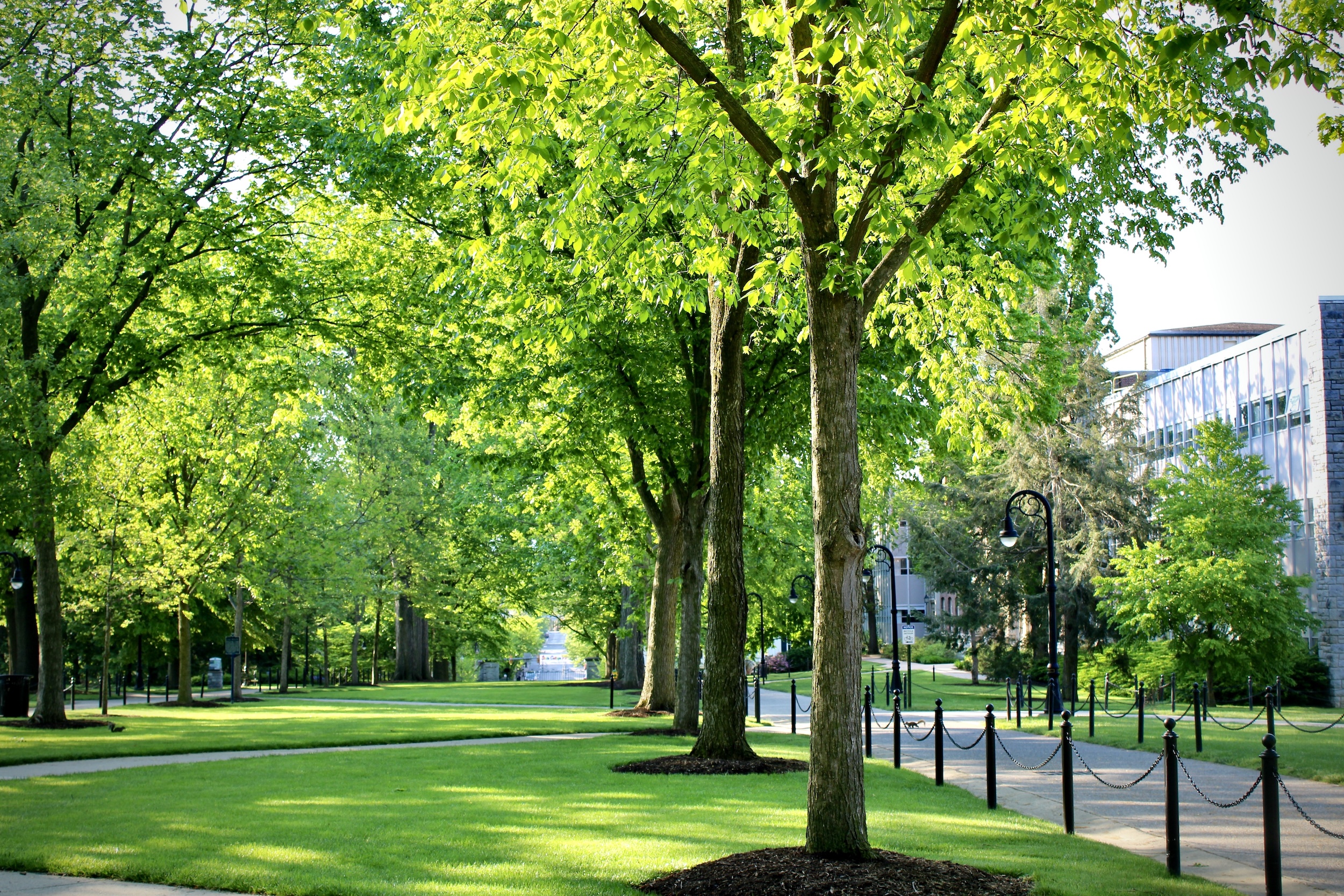 Trees on the Penn State University Park campus