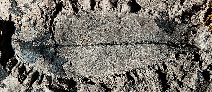 Fossil leaf of a Kapur Paya tree (Dryobalanops rappa)