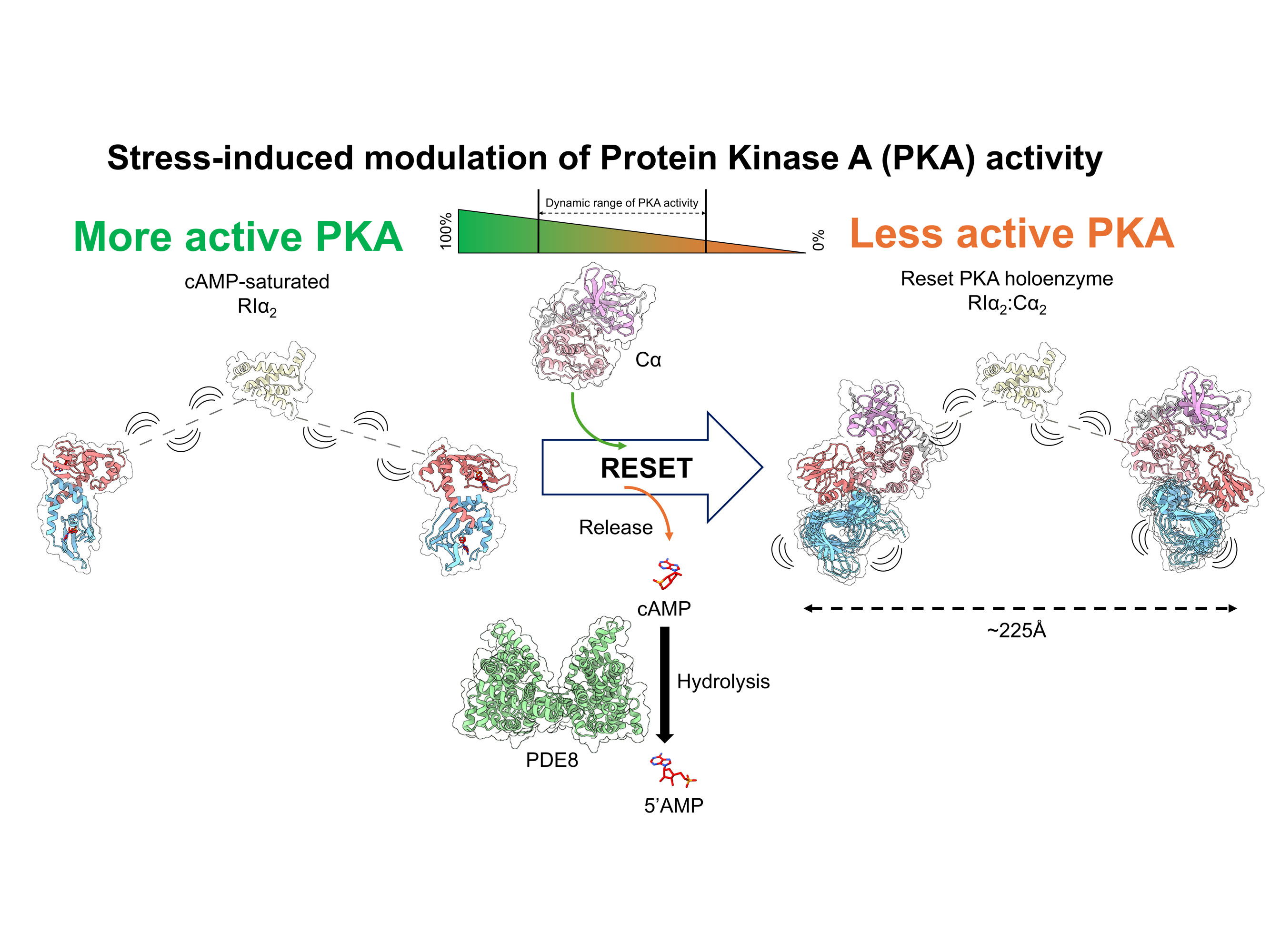 illustration of PKA reset mechanism