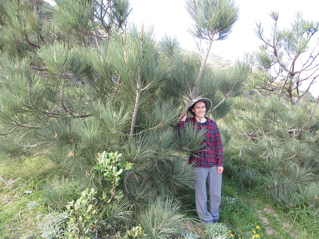 隔離されたトーリーパインの遺伝的多様性に関する洞察(Isolated Torrey pine populations yield insights into genetic diversity)