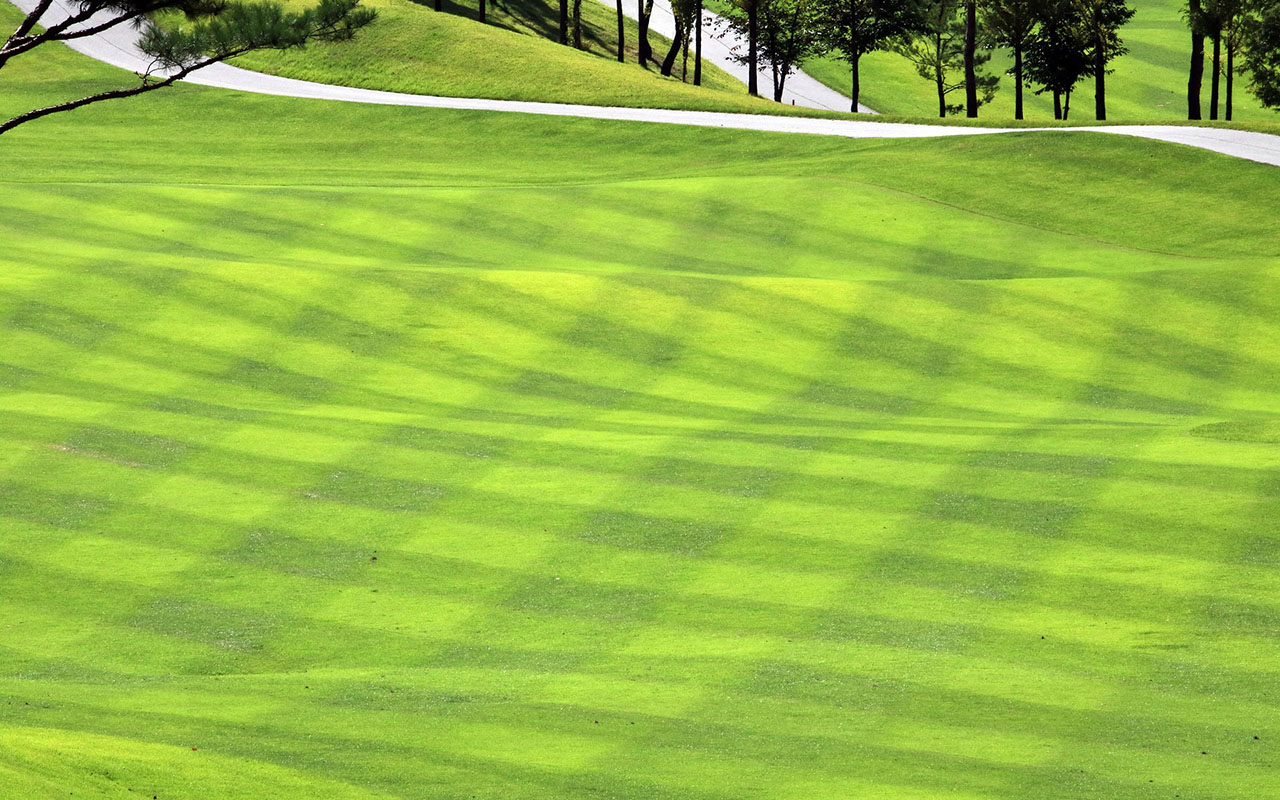a turfgrass lawn at a golf course 