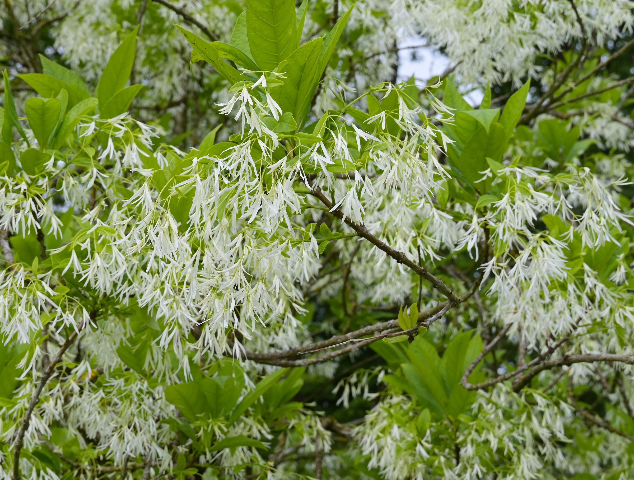 white fringetree