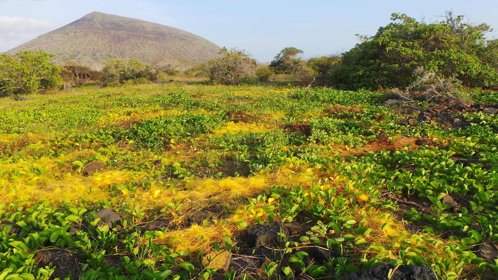 dodder spreads across a field