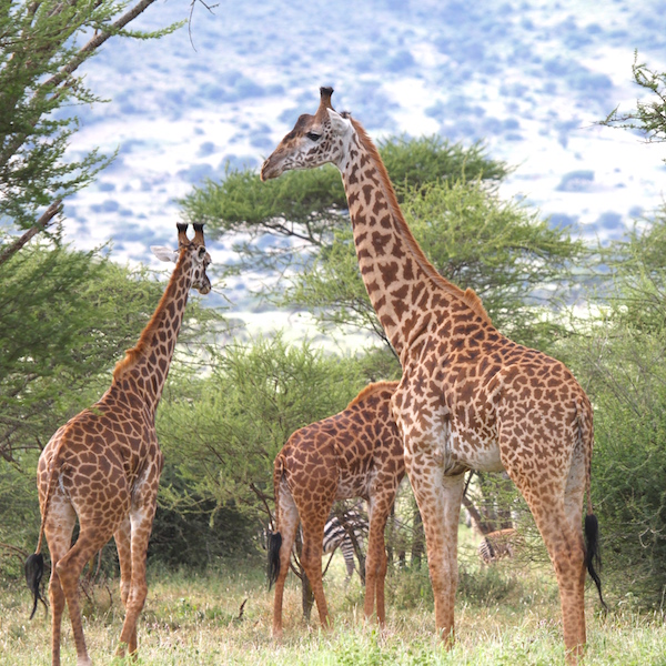 Three male giraffes hanging out in the sunshine