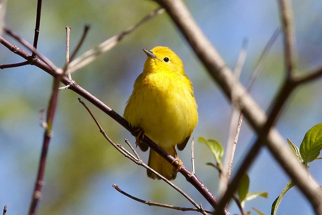 yellow warbler