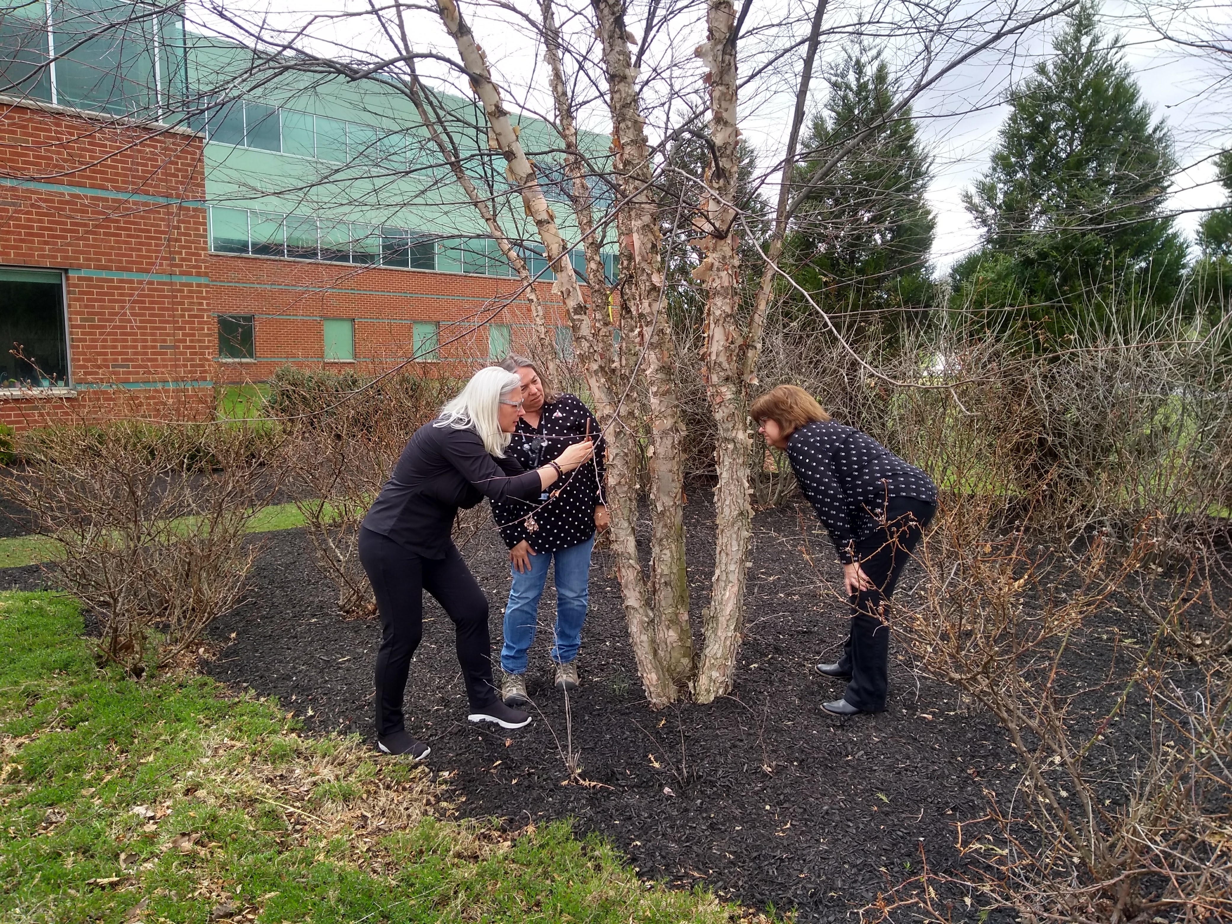 three women looking at eggs on tree trunk