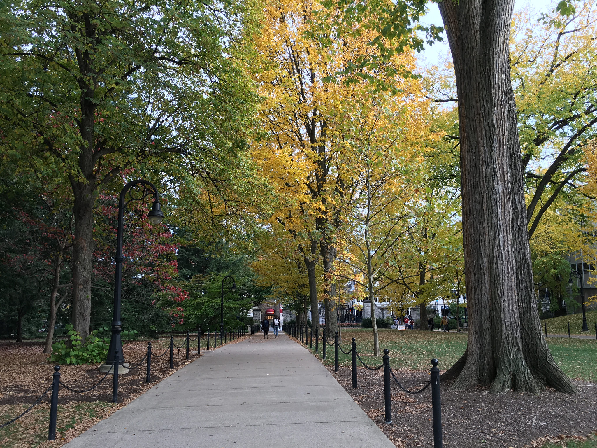 sidewalk and trees with fall colors 