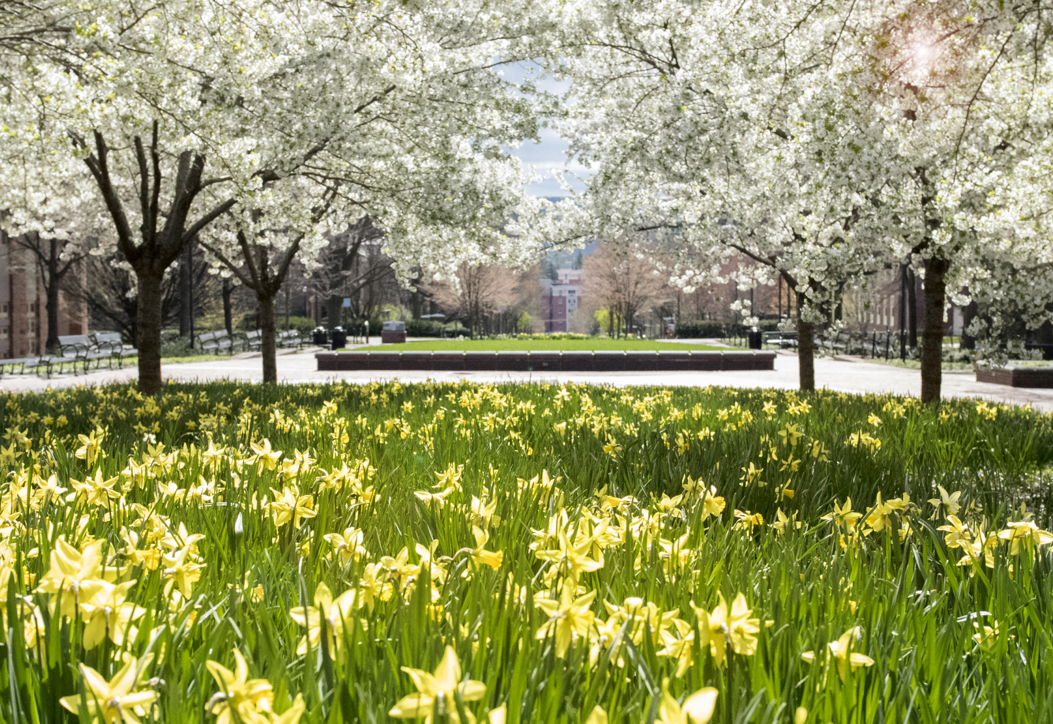 science quad spring