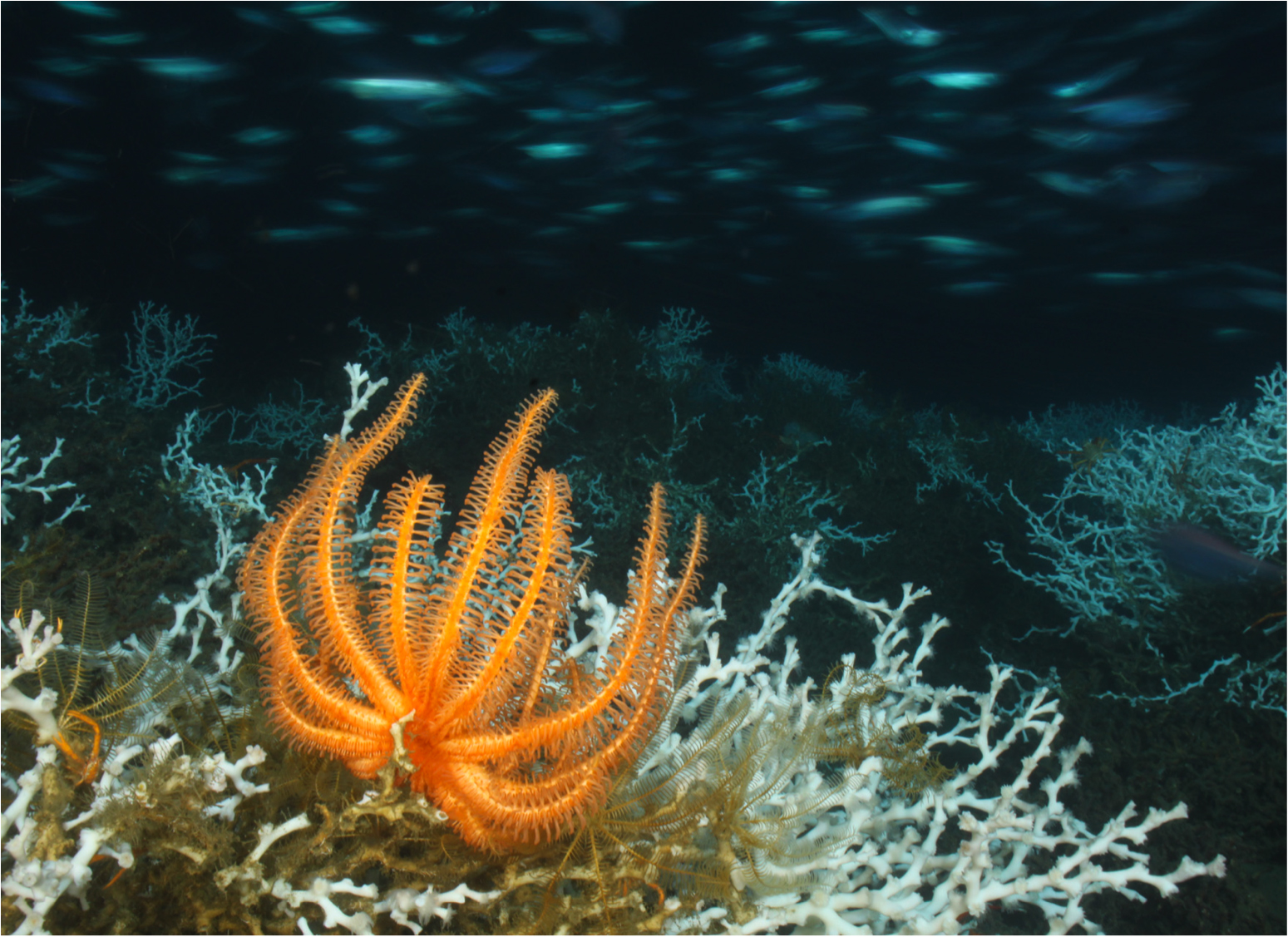 A reef formed by the coral species Lophelia pertusa at 450m below the surface of the Gulf of Mexico.