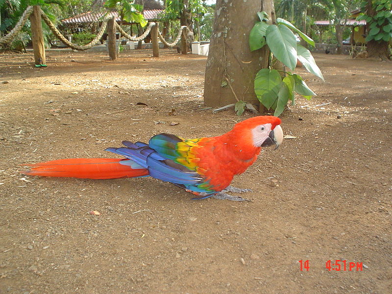 scarlet macaw walking on the dirt