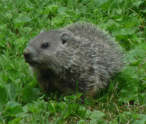 groundhog