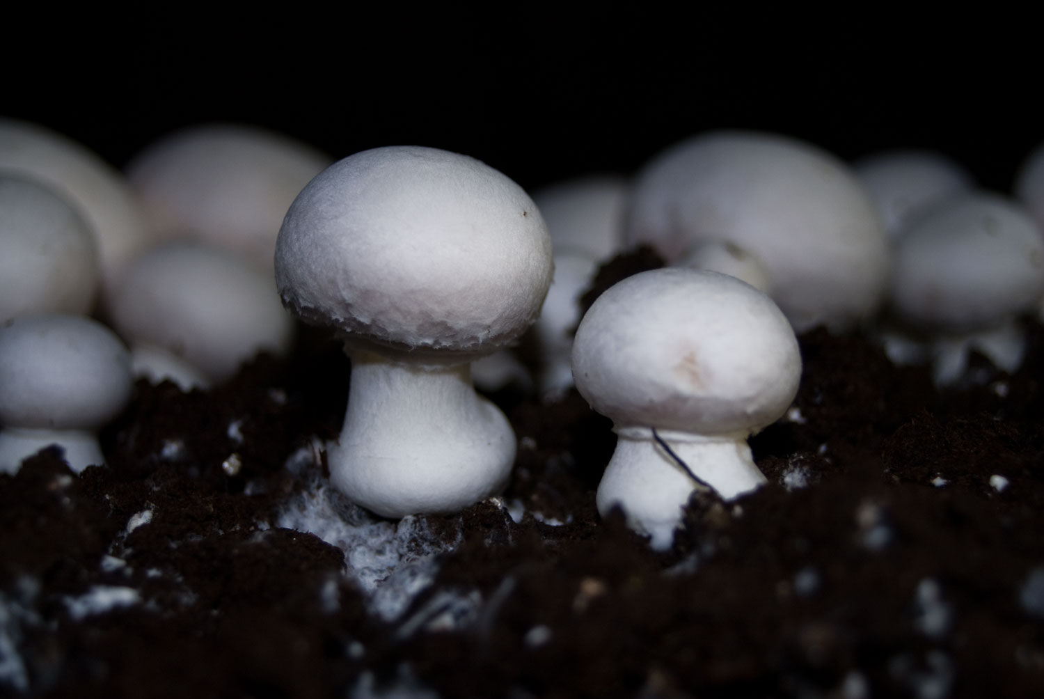 close-up growing mushrooms