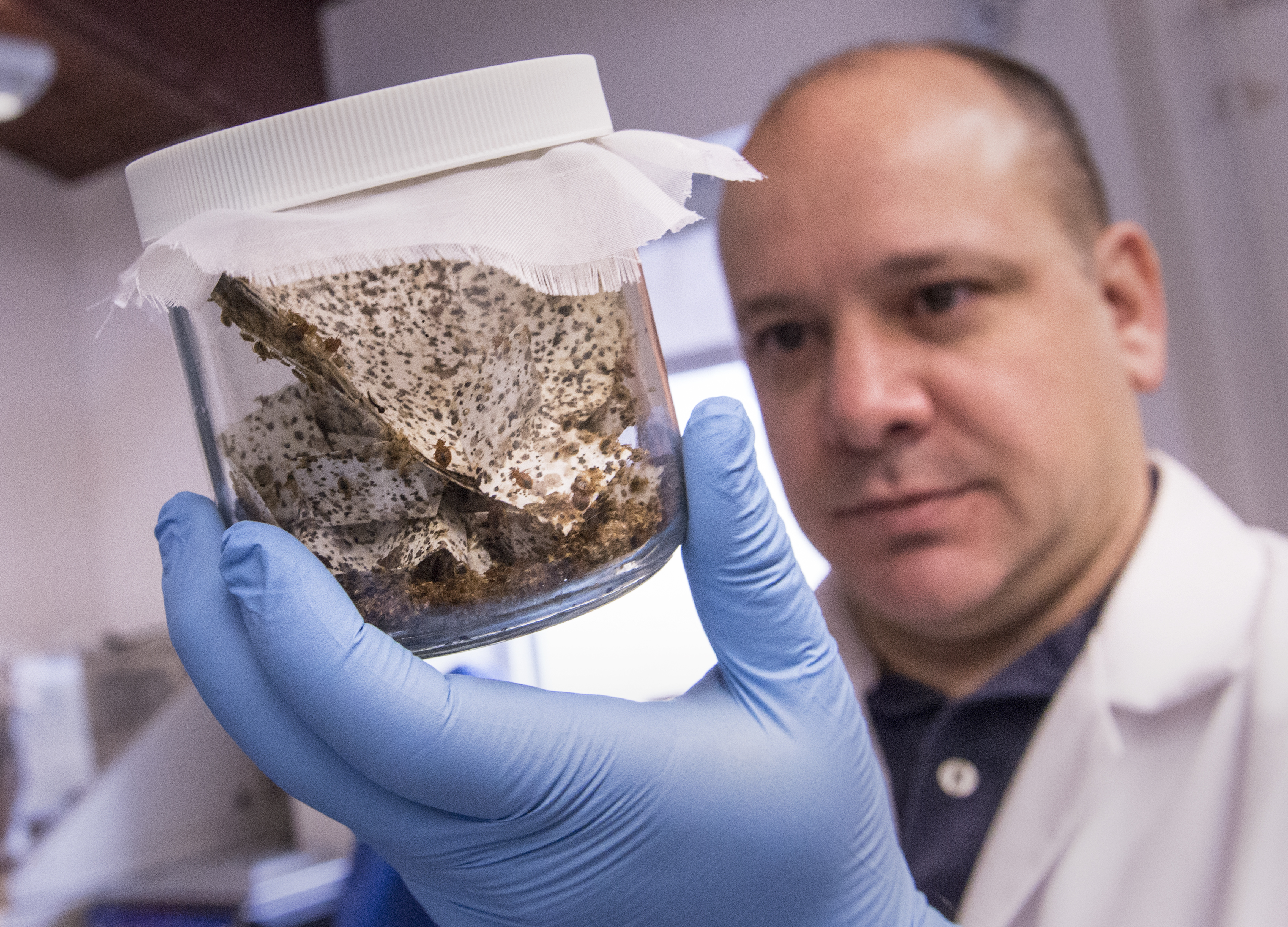 Close up Bedbugs jar