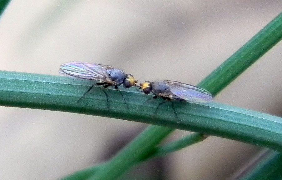 Allium leafminer adults