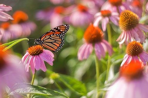 A monarch butterfly lands on a purple flower in the pollinators' garden.