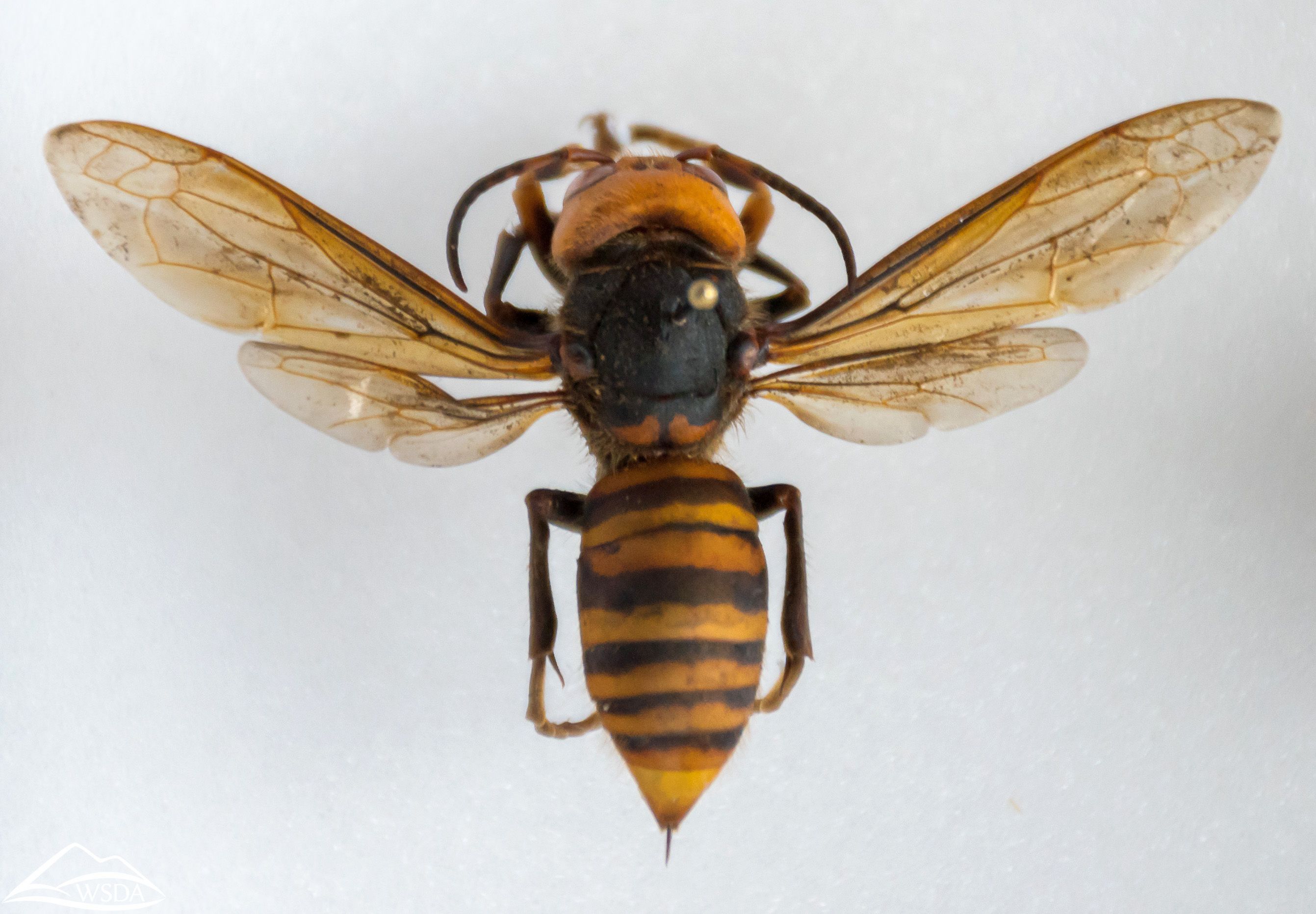 photo of an Asian Giant Hornet