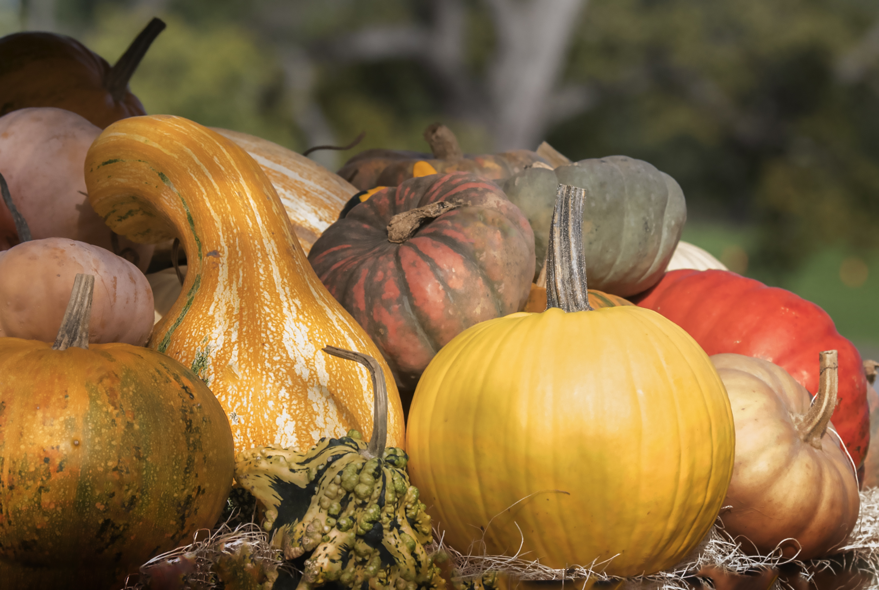 Pumpkins and gourds