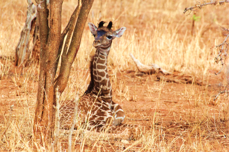 baby giraffe