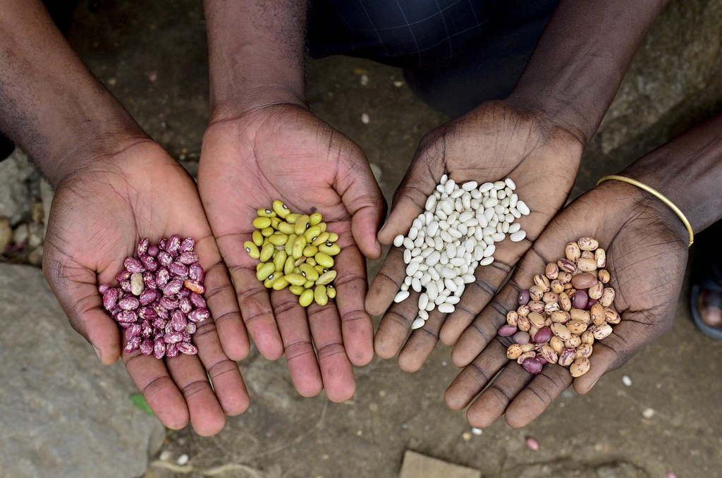 Professor leads project to breed beans resistant to climate stresses ...