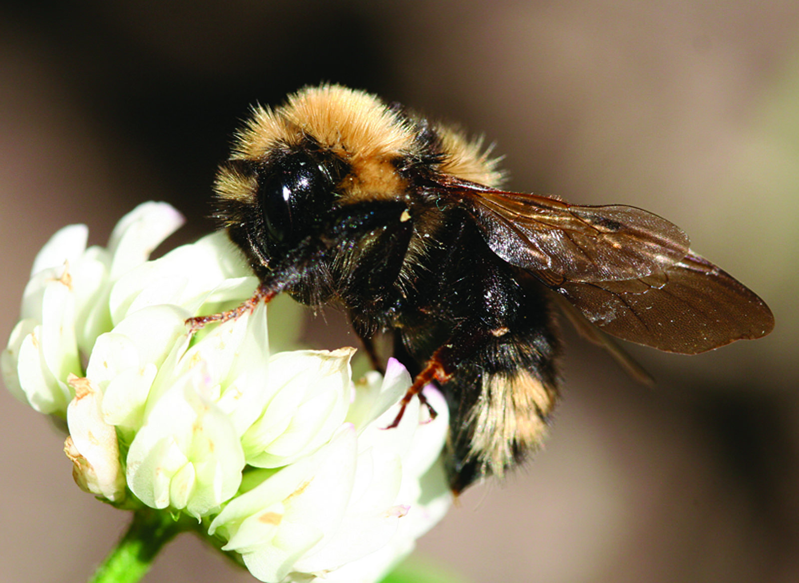 bee on white clover