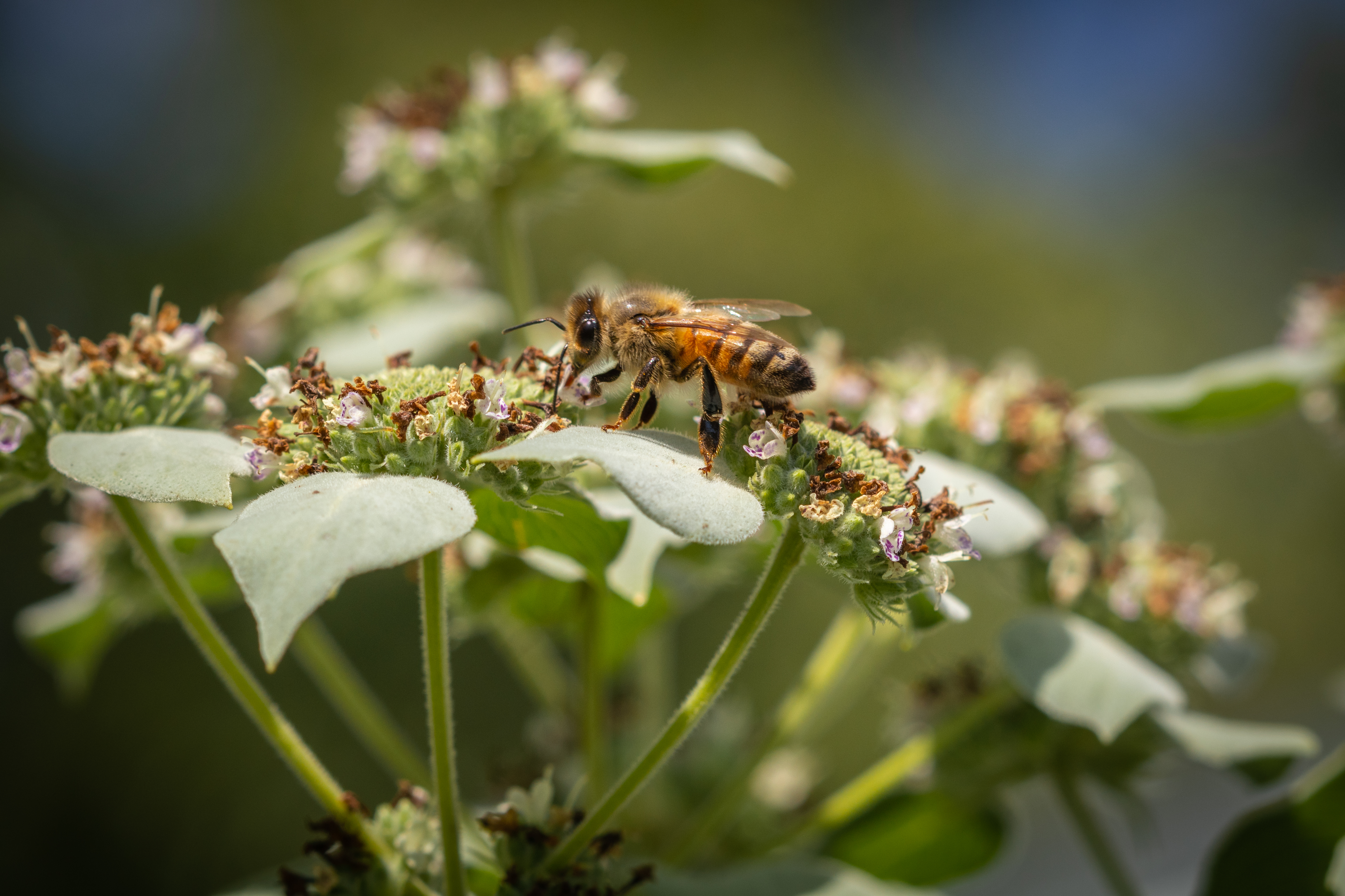 Honey bee on flowers