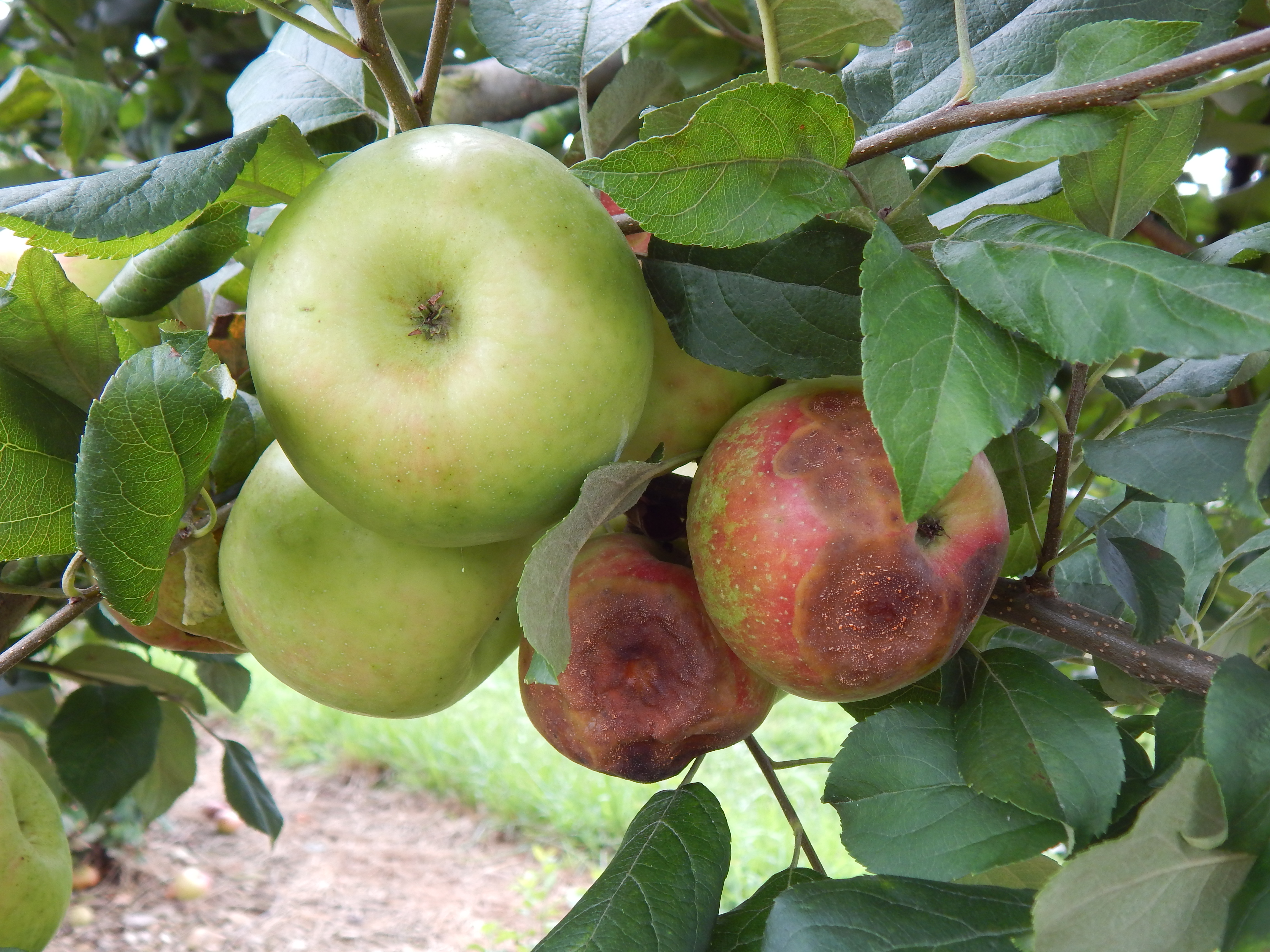 Bitter rot apples