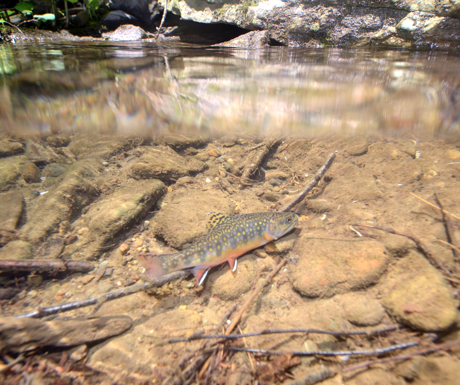 eastern brook trout