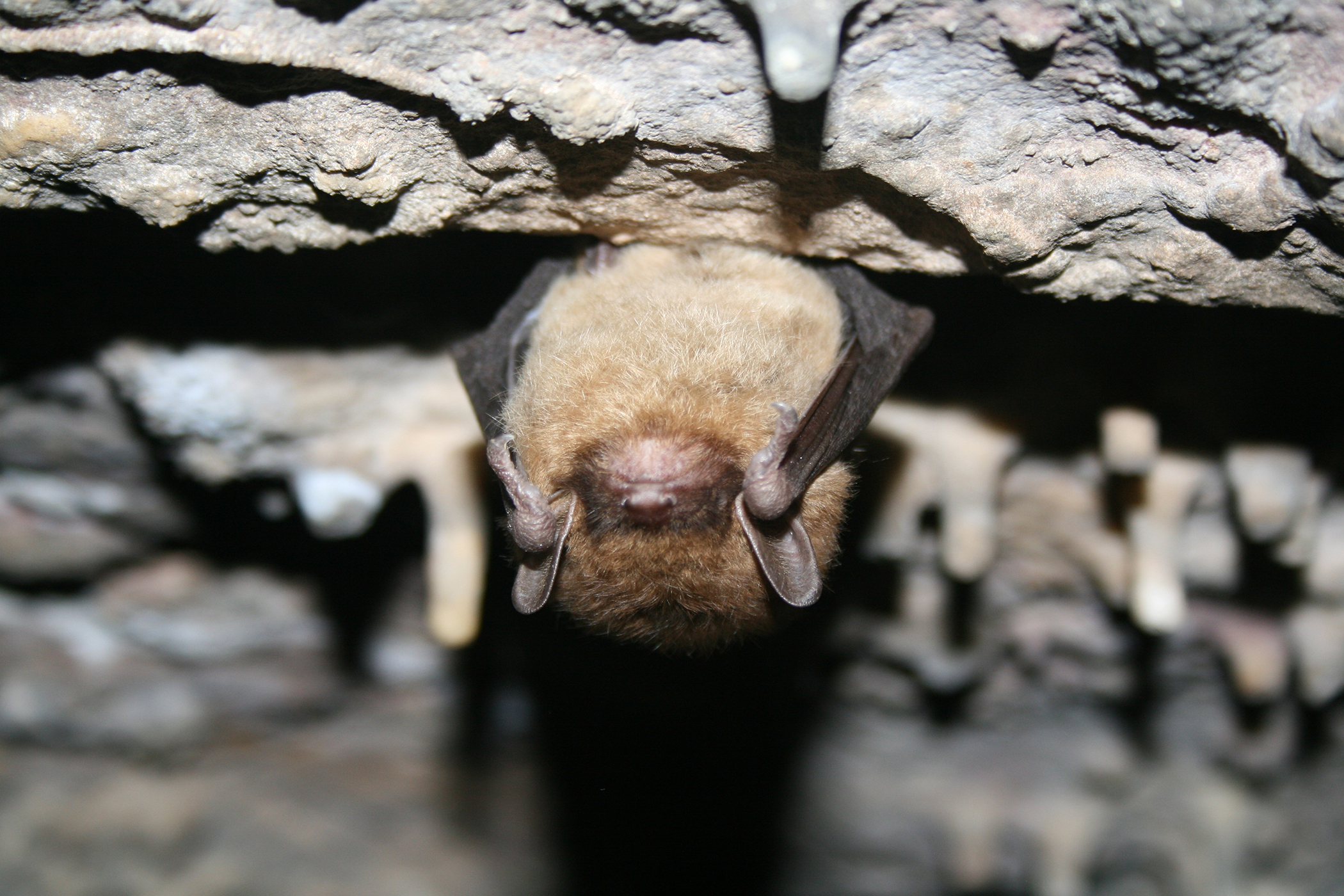 Healthy little brown bat hanging from a cave ceiling