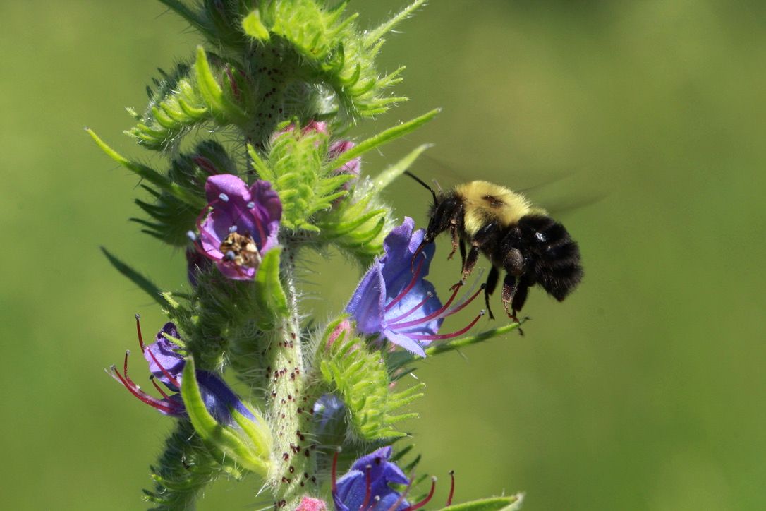 Bumble bee in flight