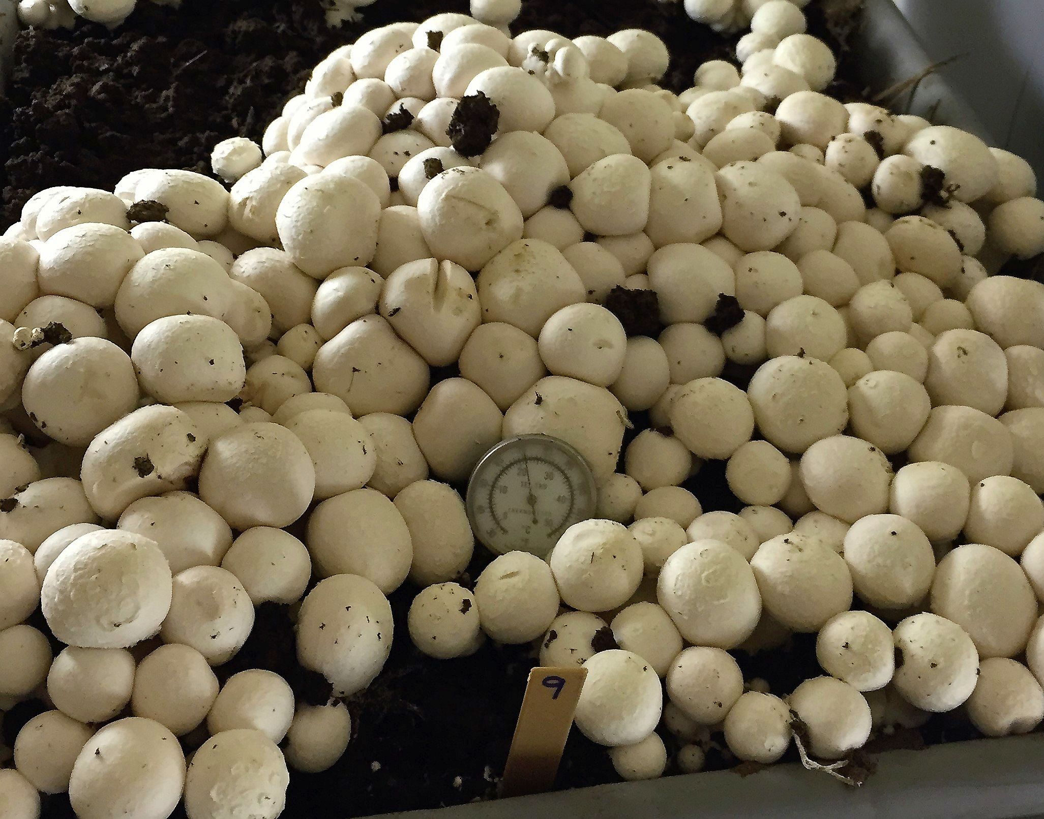 CRISPR mushrooms