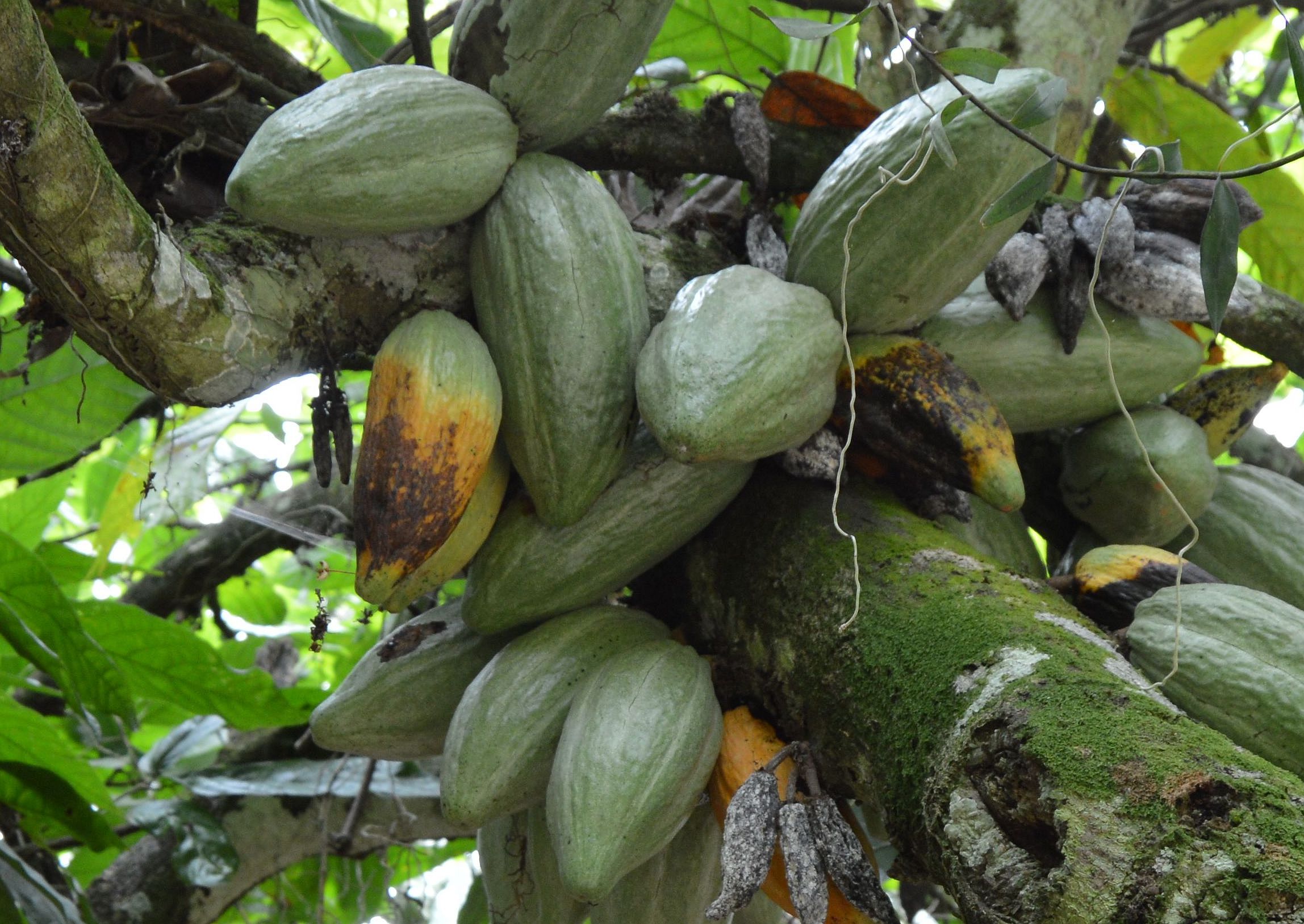 Cocoa CRISPR: Gene editing shows promise for improving the 'chocolate ...