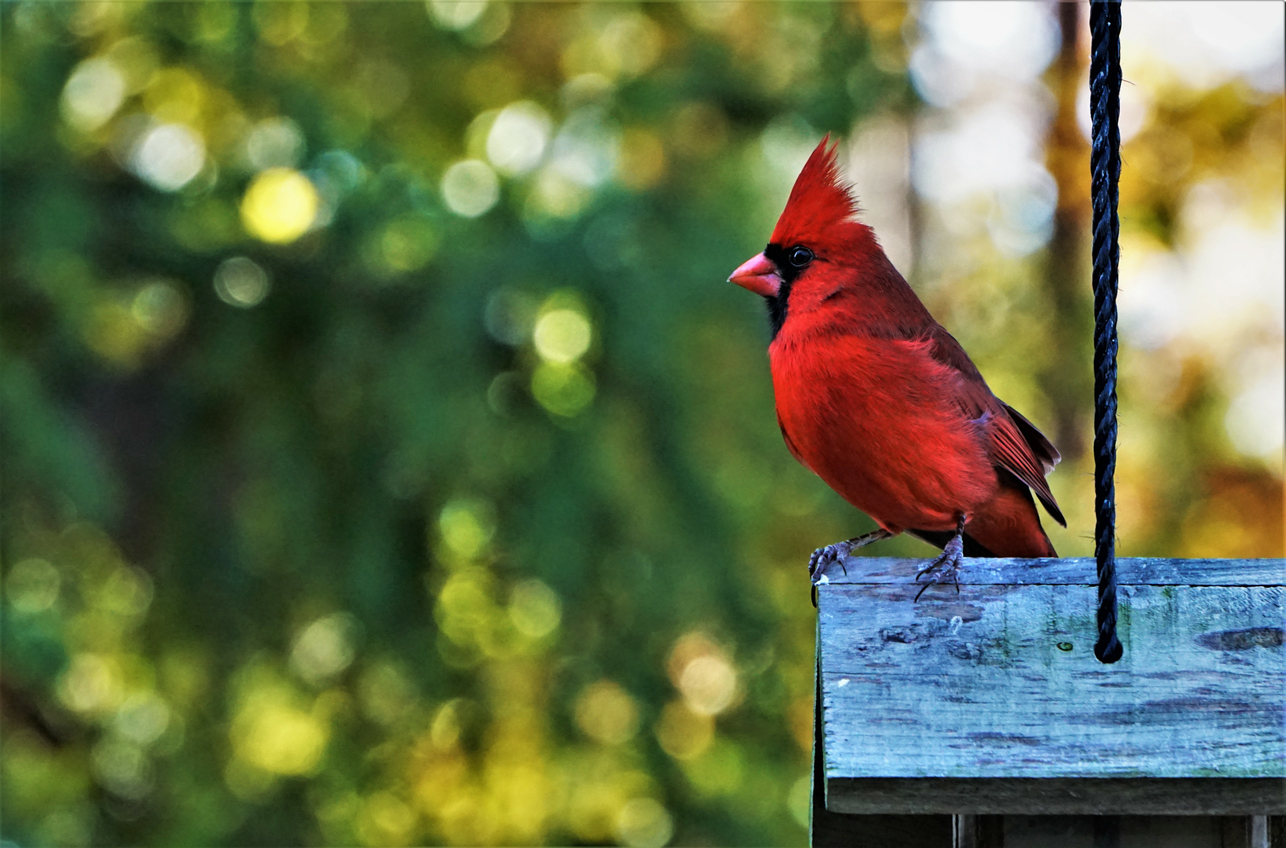 A red male cardinal sits on a birdfeeder